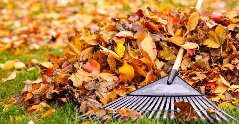 raking leaves