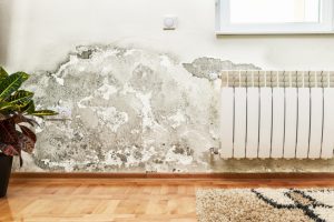 mold growth on damp wall