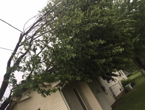 wind damage tree impact before