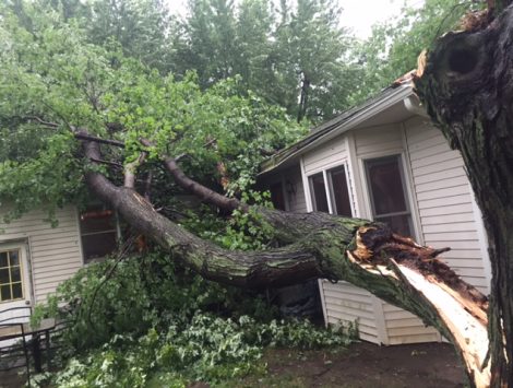 wind damage tree impact before